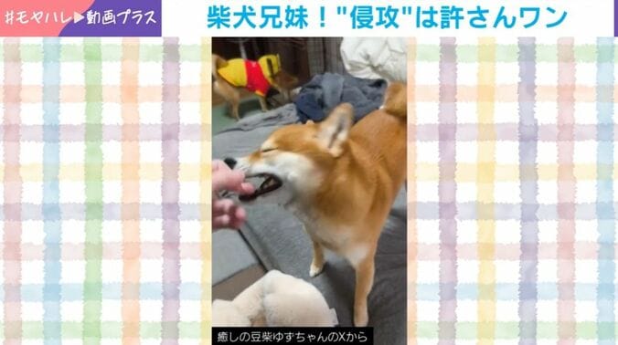 ゆずちゃんとむぎくん