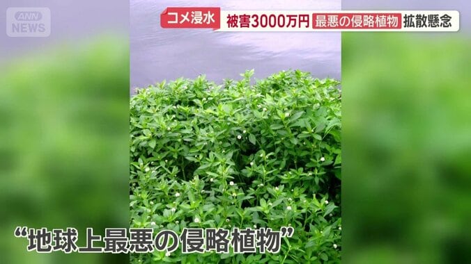 「地球上最悪の侵略植物」