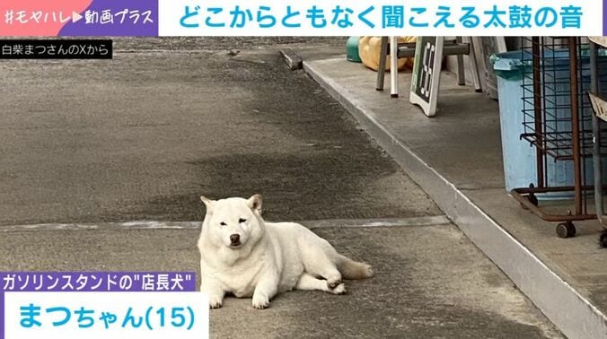 柴犬の「まつ」ちゃん（15歳）