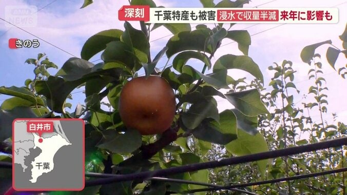 白井市のナシ