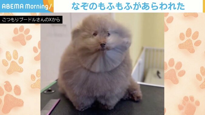 トイプードルのちろるちゃん