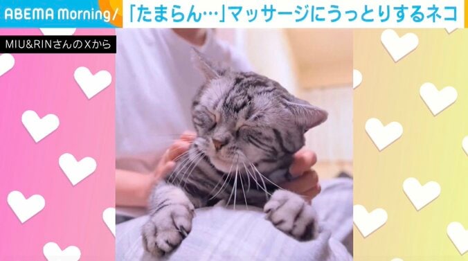 アメリカンショートヘアのりんくん