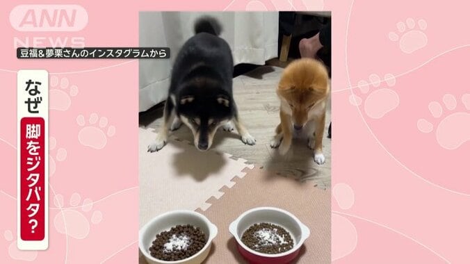 柴犬の豆福（まめふく）くん（5）と、夢栗（ゆめくり）ちゃん（2）