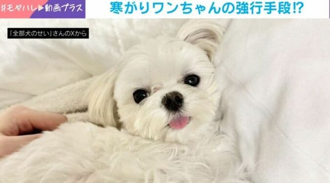 マルチーズのまるくん