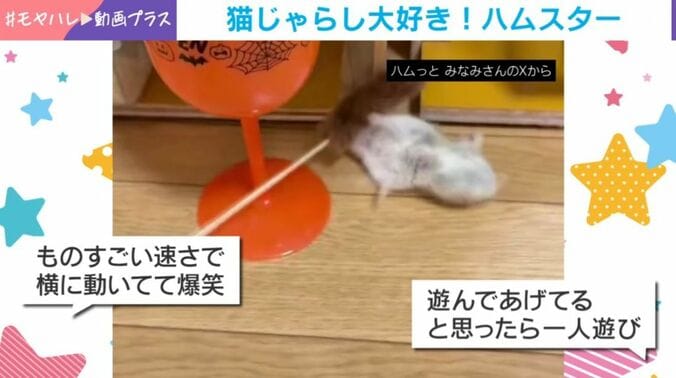 ハムスターのココくん