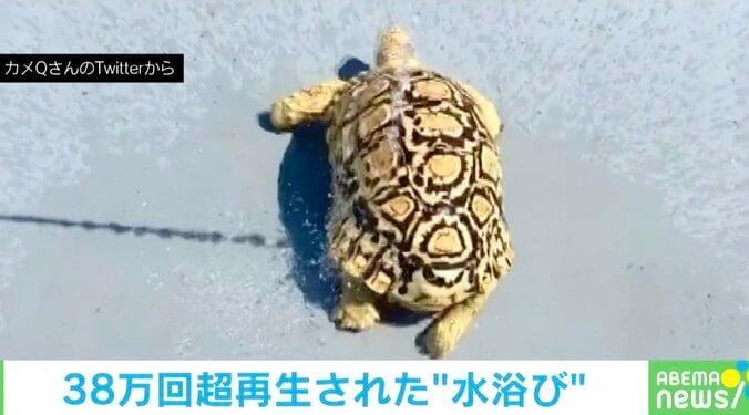 カメがリズム良く“お尻フリフリ” 水浴びを満喫する姿に「ノリノリ過ぎるw」「こんな動きするんだ」の声 1枚目