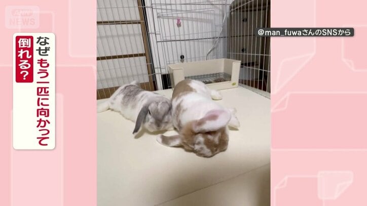 なぜもう一匹に向かって倒れる？