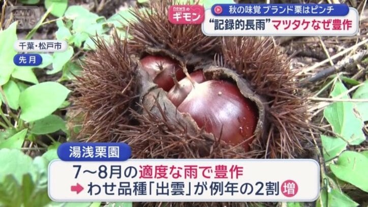 クリも豊作