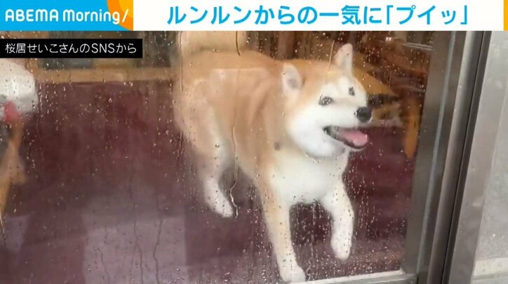 犬の葉菜マルちゃん（8歳）