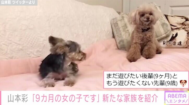 山本彩、“新たな家族”を紹介「人もわんこも大好きな9ヶ月の女の子」 先住犬と遊ぶ動画も