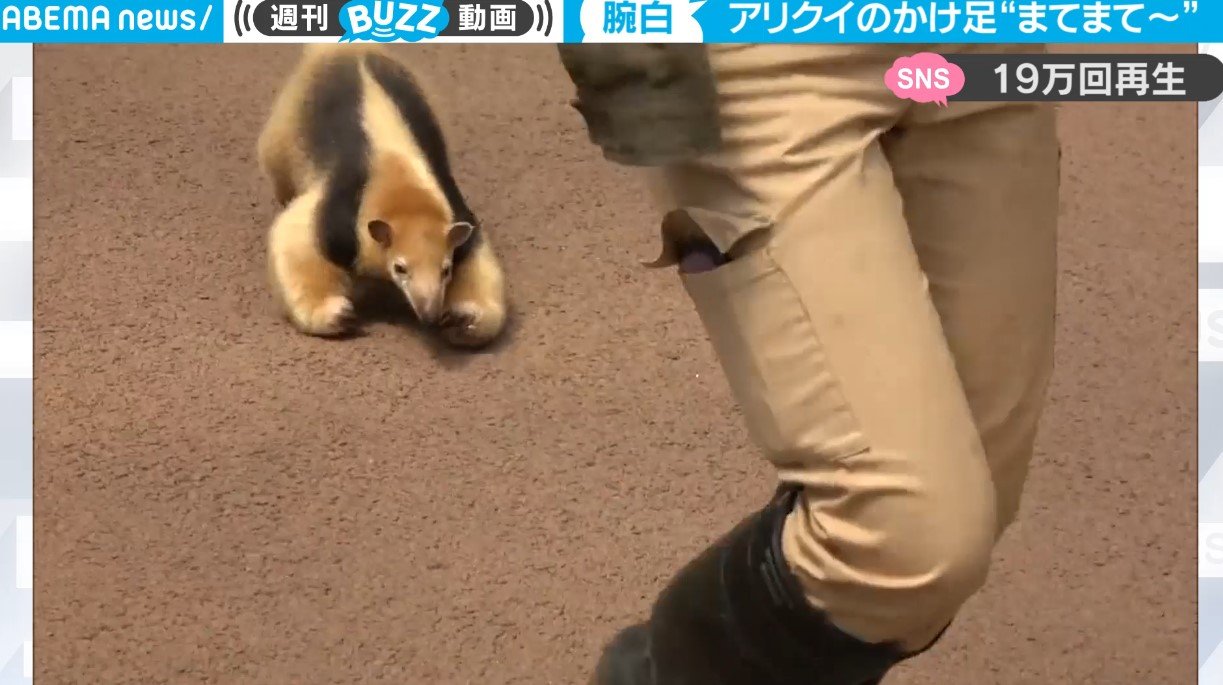 最終値下げ 意外にスピードが速かった！ アリクイが猛ダッシュして飼育員を ブースター・導入液