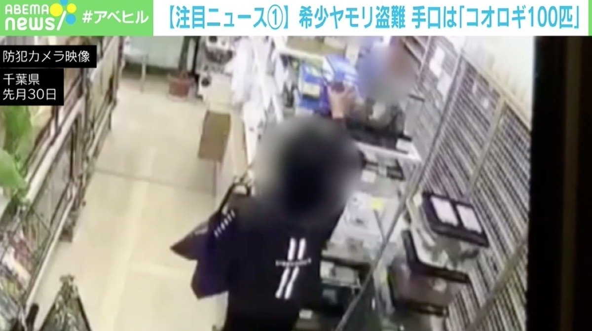希少ヤモリ盗難 手口は「コオロギ100匹ください」 店長「ショックで 