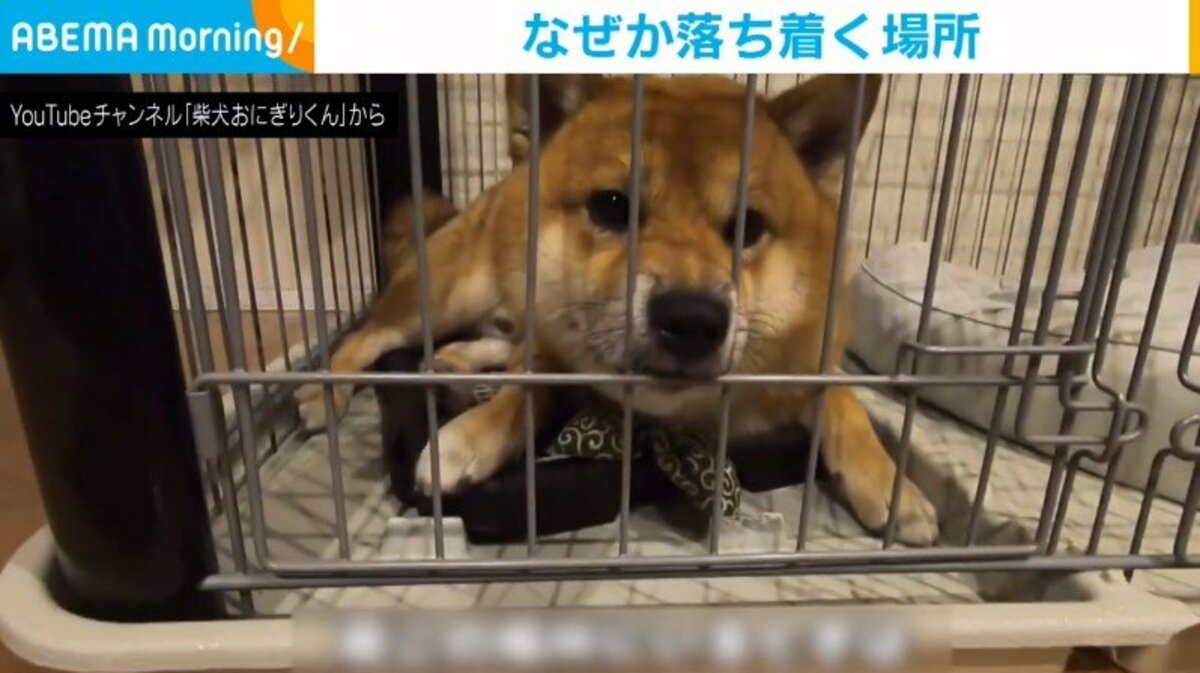 鼻をゲージに差し込む柴犬 なぜか落ち着く あざと可愛い リラックス方法に 癒やされる 反響続々 話題 Abema Times