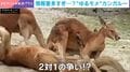 カンガルーの“同時多発デスマッチ”勃発!しっぽを押さえた2対1のハンデ戦に観戦者の姿も…自由すぎるカオスな光景が話題