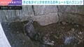 巣穴付近で伸び→キュートな珍事発生 “母の罠”にかかった子どもタイリクオオカミにネット民悶絶「きゃわいい」「なんて尊いんだ」