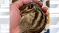 【映像】手のひらで丸まって眠るシマリス
