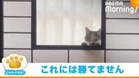 【映像】飼い主に"最強アピール"をする猫