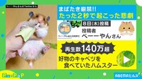 ハムスターの手元から好物が消えた動画が話題