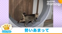 【映像】キャットホイールから“豪快”にコースアウトする猫