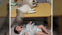 【映像】猫の“尻尾フリフリ”に大興奮の赤ちゃん