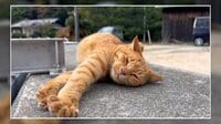BUZZ動画 - 「ねこだって転ぶ時もあるさ」