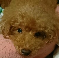 大島康徳『早く孫の顔を見せてくれ』