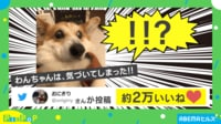 【映像】病院にいることに気づいた犬の“驚愕した表情”に絶賛の声
