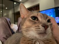 桃『旦那に過去の恋愛を観られる恥ずかしさ…!』