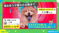【映像】チワワに吠えられ…“しょんぼり”するチャウチャウ