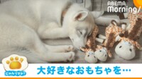 【映像】シベリアンハスキーの“クセ強”なキャッチ方法