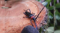 花見シーズン前にサクラ伐採　外来カミキリの被害急増　16都府県に広がる