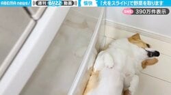 「なぜ起きないw」冷蔵庫前で寝ころぶコーギーをスライド→野菜を取り出す→スライドさせて元の位置へ