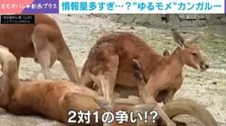 カンガルーの“同時多発デスマッチ”勃発！しっぽを押さえた2対1のハンデ戦に観戦者の姿も…自由すぎるカオスな光景が話題