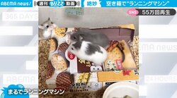 “ランニング”ハムスターの奇跡 空き箱の坂道が登れない“珍現象”にネット爆笑