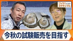 「ヒラガキ」が希望の光に　環境変化でカキ大量死…後継者不足で苦境の岩手・山田町