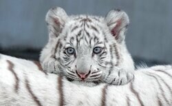 ＜※猛獣です＞ホワイトタイガーの写真集『とらのこ』が発売 Amazonペット部門で1位を獲得