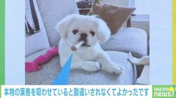 「ボスの貫禄…」「サングラスもして欲しいぜ」木のおもちゃを“ダンディ”にくわえるイヌが話題