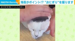 猫の頭に海苔！？ おとなしく握られる姿に飼い主「かなりのおにぎり感でビックリ」