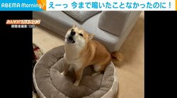 ピアノを弾いた時だけ“歌う”ようになった豆柴 獣医に相談すると「音色に喜んでいる」