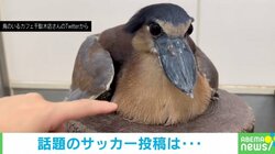 権田選手のような鉄壁の守りを披露する鳥 ボールを死守する健気な動きが話題「ゴールキーパーの素質あり!?」