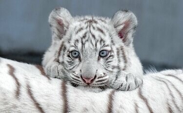 猛獣です＞ホワイトタイガーの写真集『とらのこ』が発売 Amazonペット