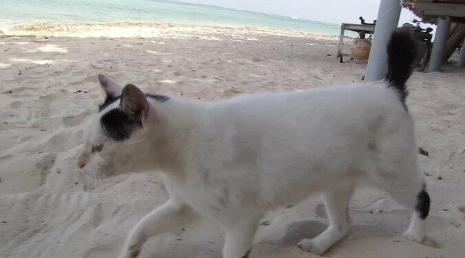 天使さんかな？  沖縄の島々で美猫に遭遇ニャン！「美ら猫」シリーズ連続放送 7枚目