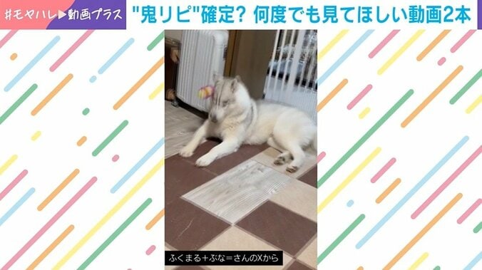 生後10カ月の福丸くん