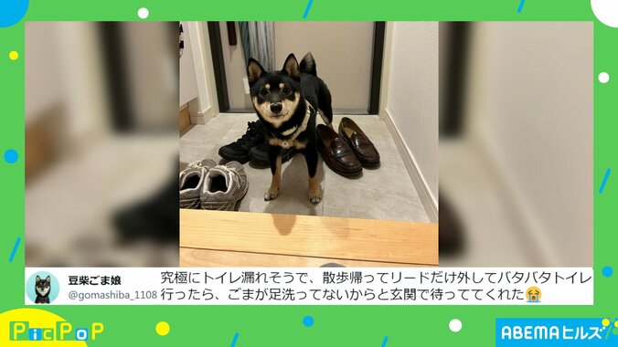 「トイレ漏れそう」な飼い主のピンチに柴犬が感動の対応 「お利口さん」「約束守ってる」と称賛の声 2枚目