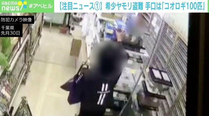希少ヤモリ盗難 手口は「コオロギ100匹ください」 店長「ショックでしかない」 1枚目
