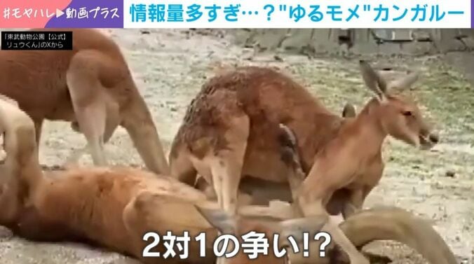 カンガルー