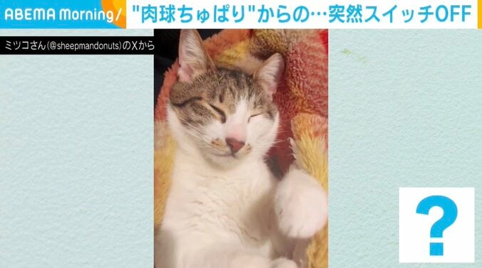 猫のうずめちゃん