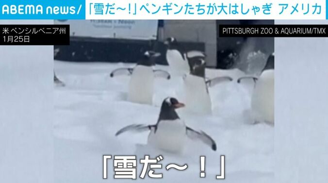 ペンギン