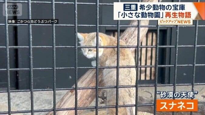 「砂漠の天使」の異名を持つスナネコ