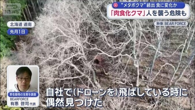 健康的でまん丸い、体格の良いクマだったという